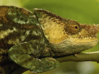 20210211203842-Ranomafana National Park chameleon profile.jpg